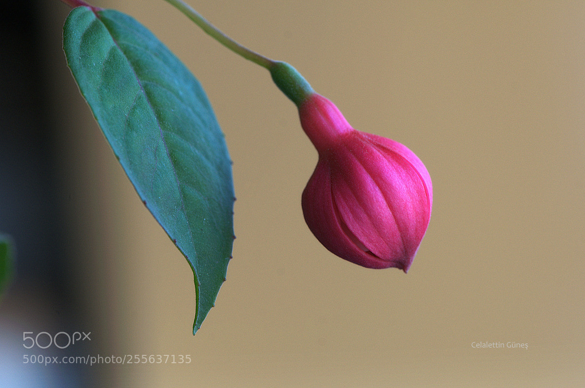 Nikon D300 sample photo. Kupeli photography