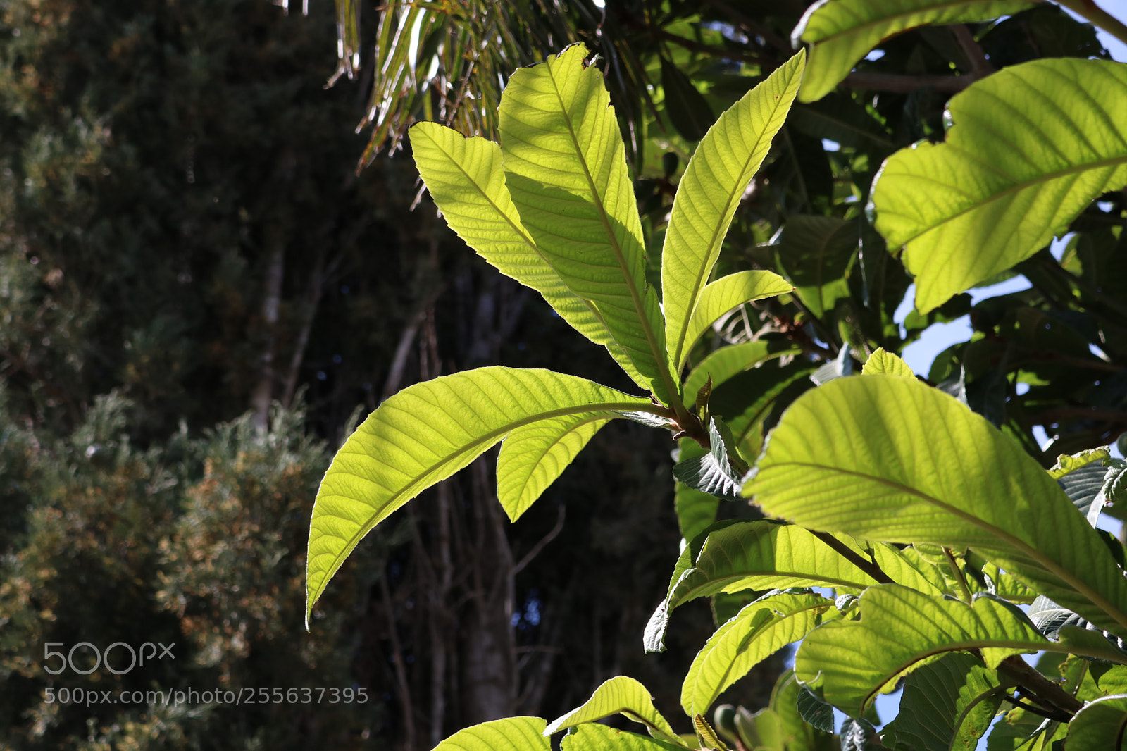 Canon EOS 750D (EOS Rebel T6i / EOS Kiss X8i) sample photo. Loquat photography