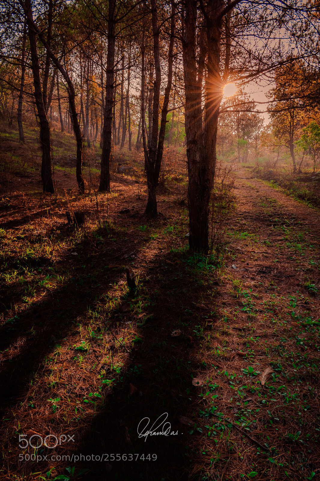 Nikon D5300 sample photo. Untitled photography