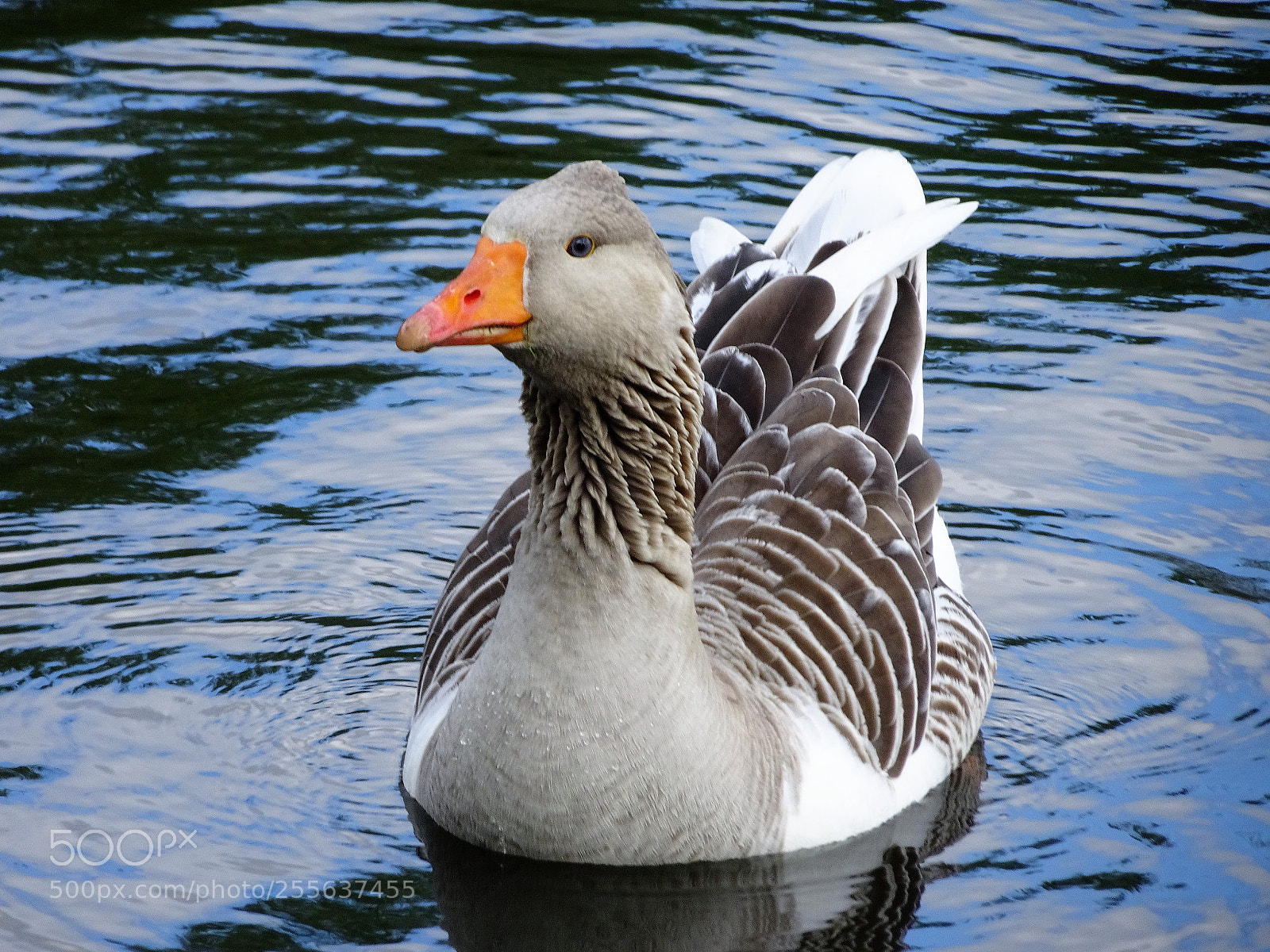 Sony Cyber-shot DSC-HX90V sample photo. Dsc photography