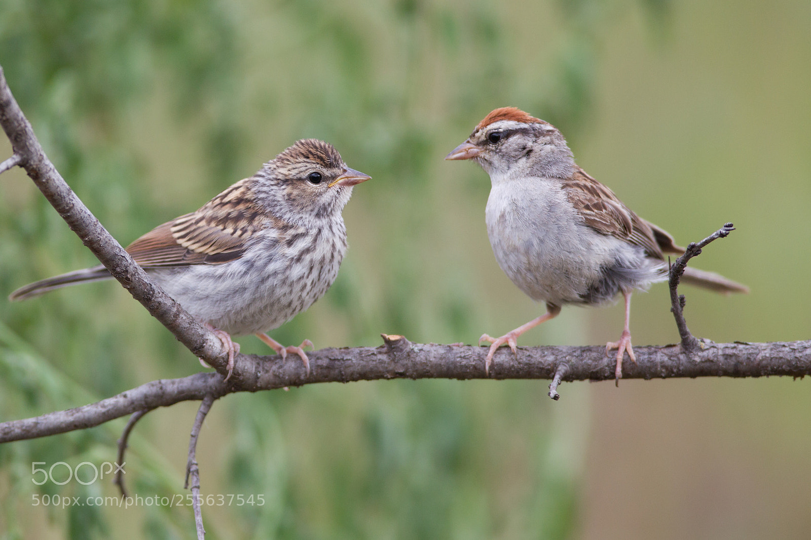 Canon EOS-1D Mark IV sample photo. Chipping sparrows photography