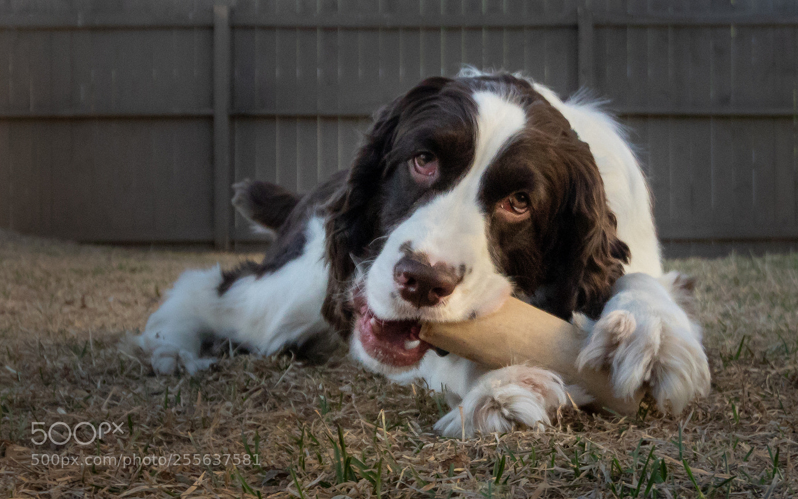Canon EOS 80D sample photo. Parker with bone photography