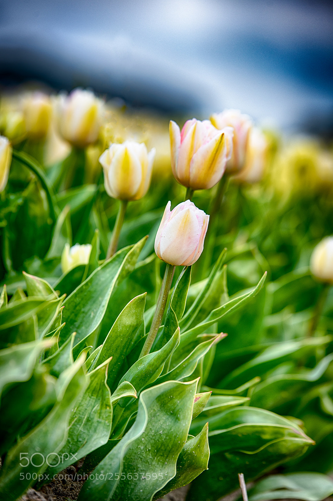 Nikon D850 sample photo. White tulips black clouds photography