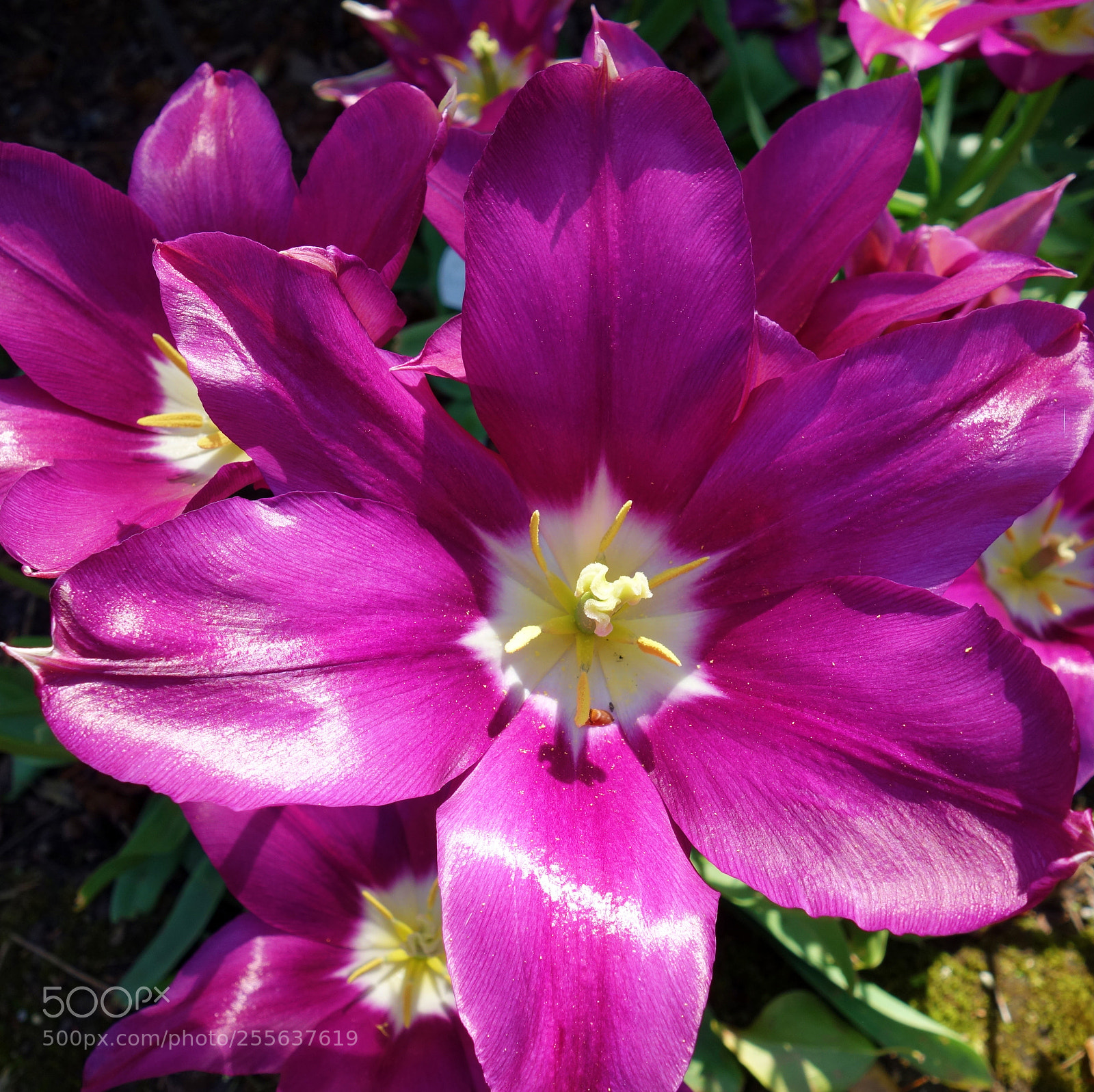 Sony Cyber-shot DSC-RX100 sample photo. Purple flowers photography