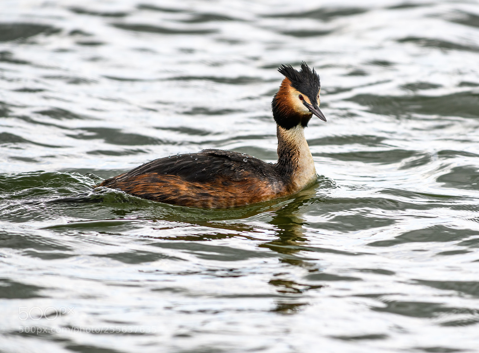 Nikon D850 sample photo. Grebe at rutland water photography