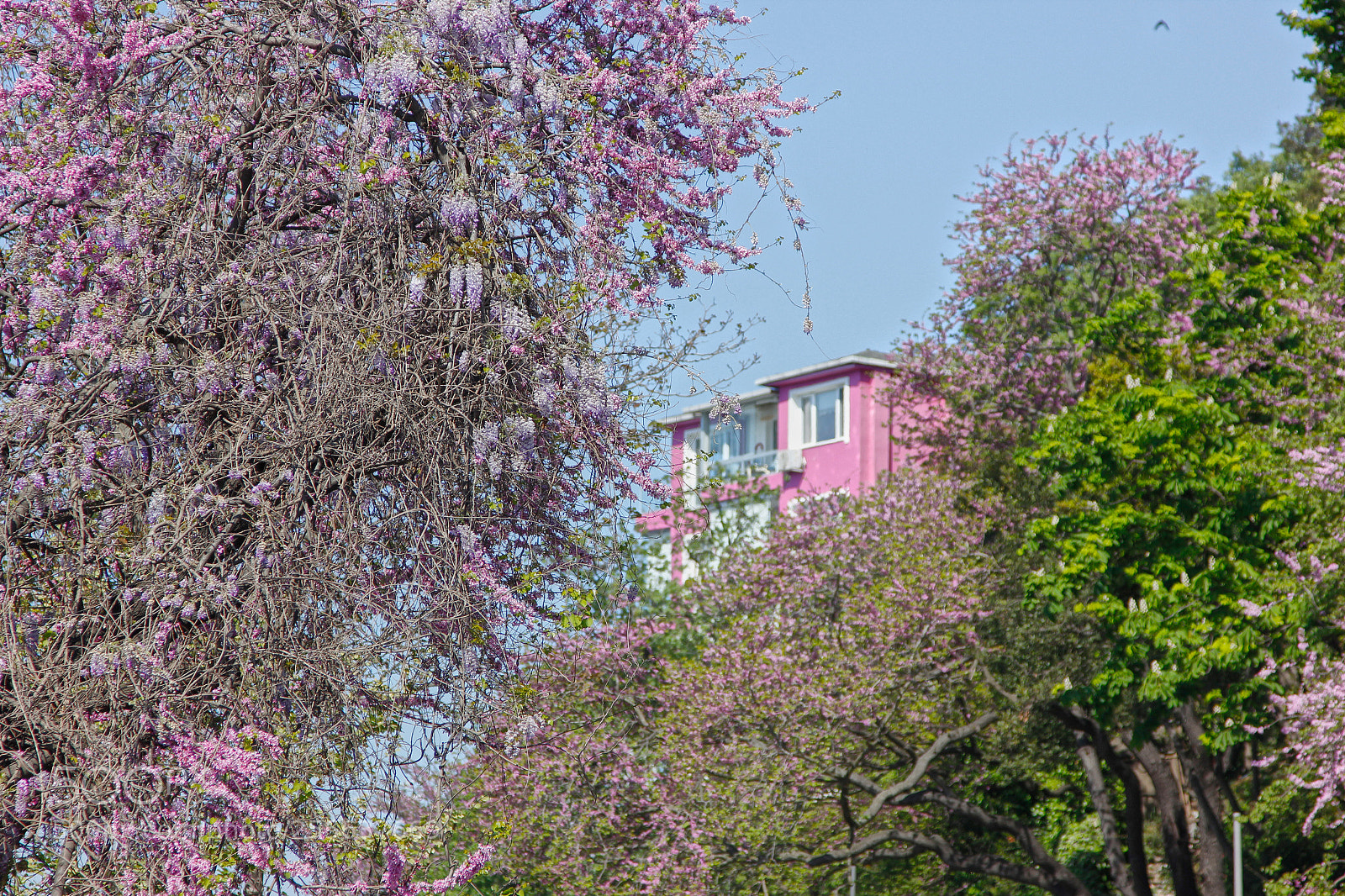 Canon EOS 600D (Rebel EOS T3i / EOS Kiss X5) sample photo. Purple hause photography