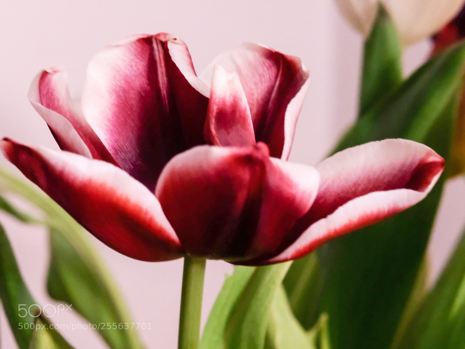 Fujifilm X-T2 sample photo. Untitled photography