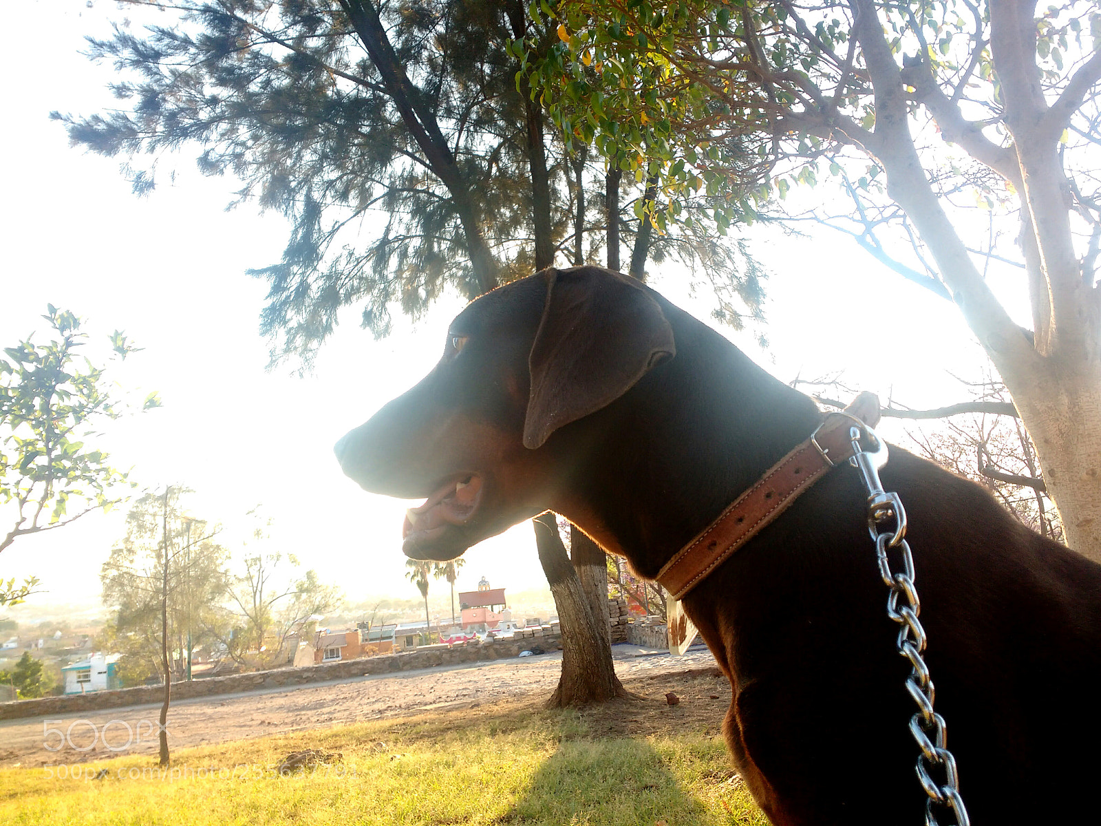 Motorola MotoG3 sample photo. Hunter photography