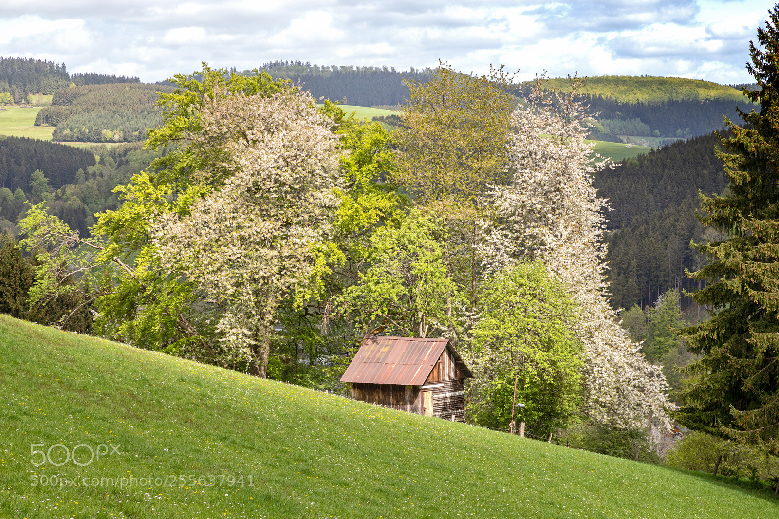 Canon EOS 6D Mark II sample photo. Frühling in wittgenstein photography