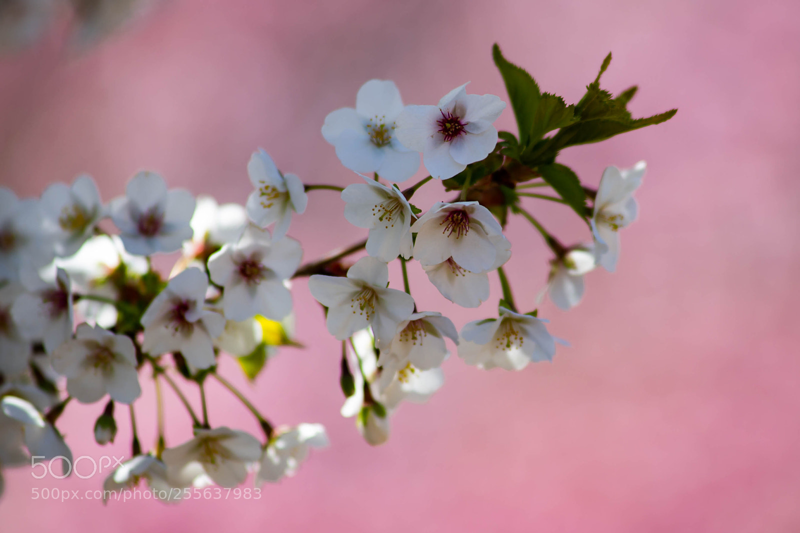 Sony a99 II sample photo. Cherry blossoms 2018 (1) photography