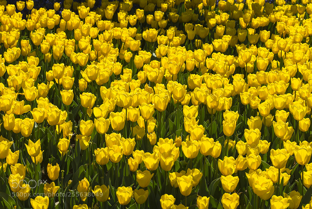 Nikon D610 sample photo. Tulips photography