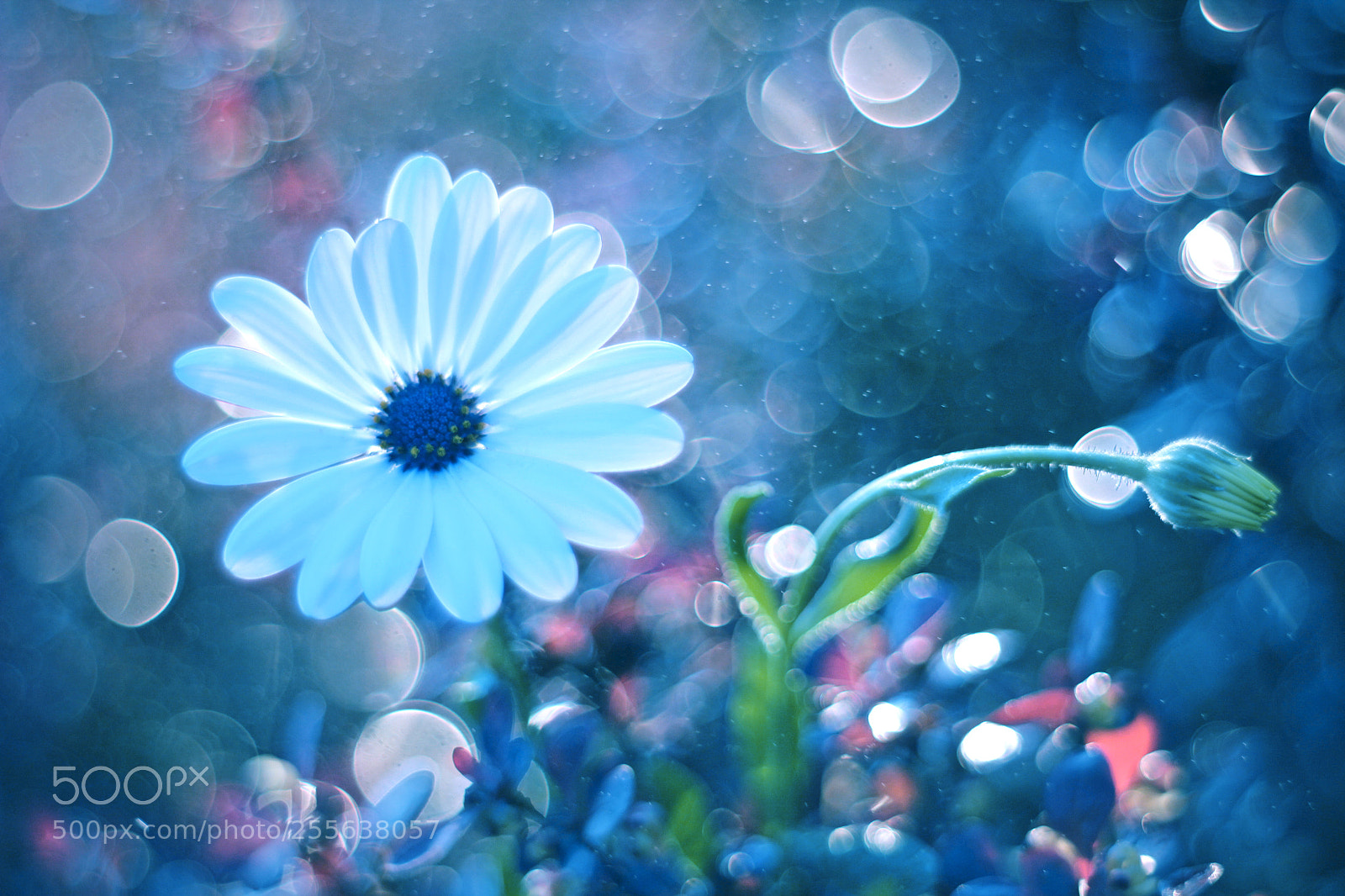 Canon EOS 60D sample photo. Fullsizeoutput a photography