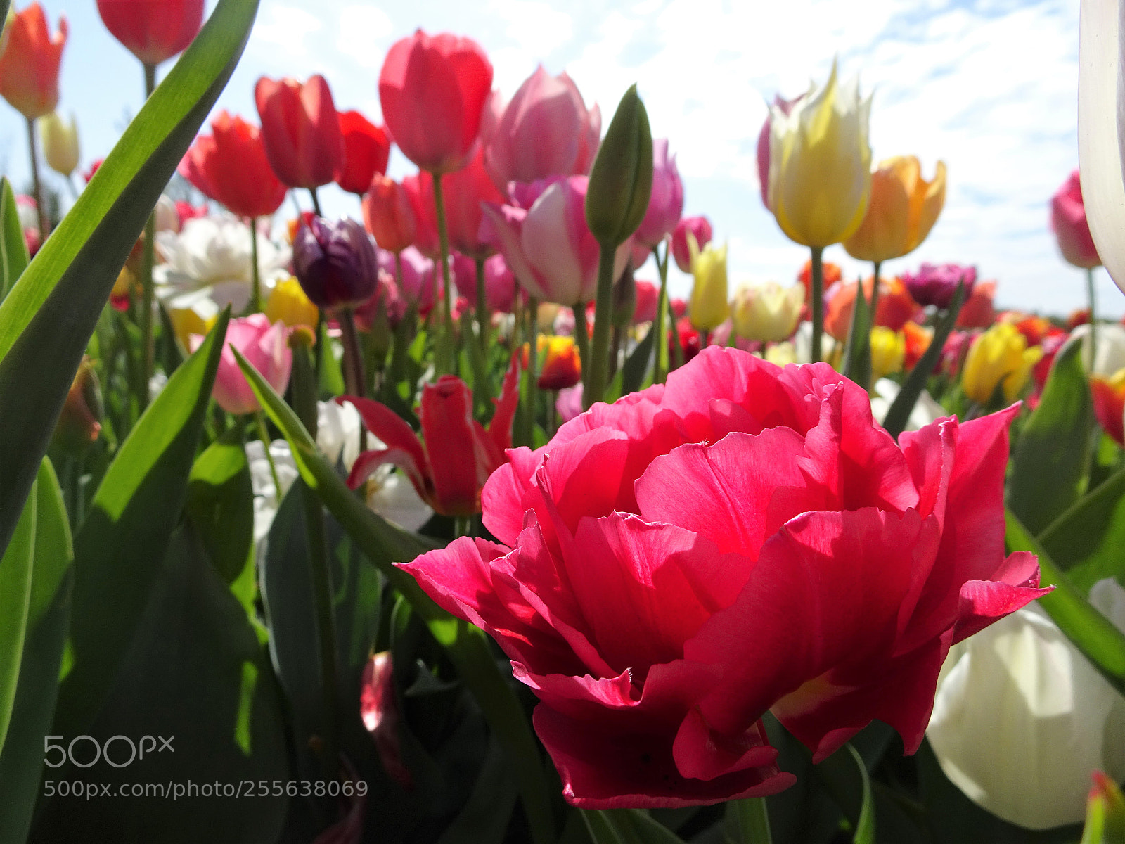 Sony Cyber-shot DSC-HX90V sample photo. Dsc photography
