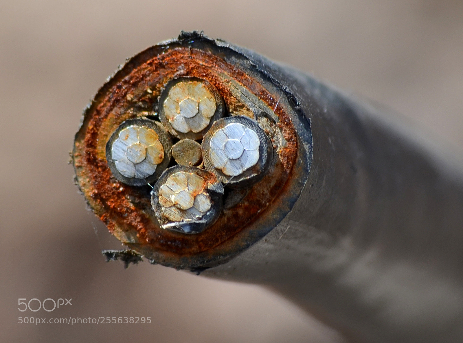 Nikon D5100 sample photo. Electrical flowers photography