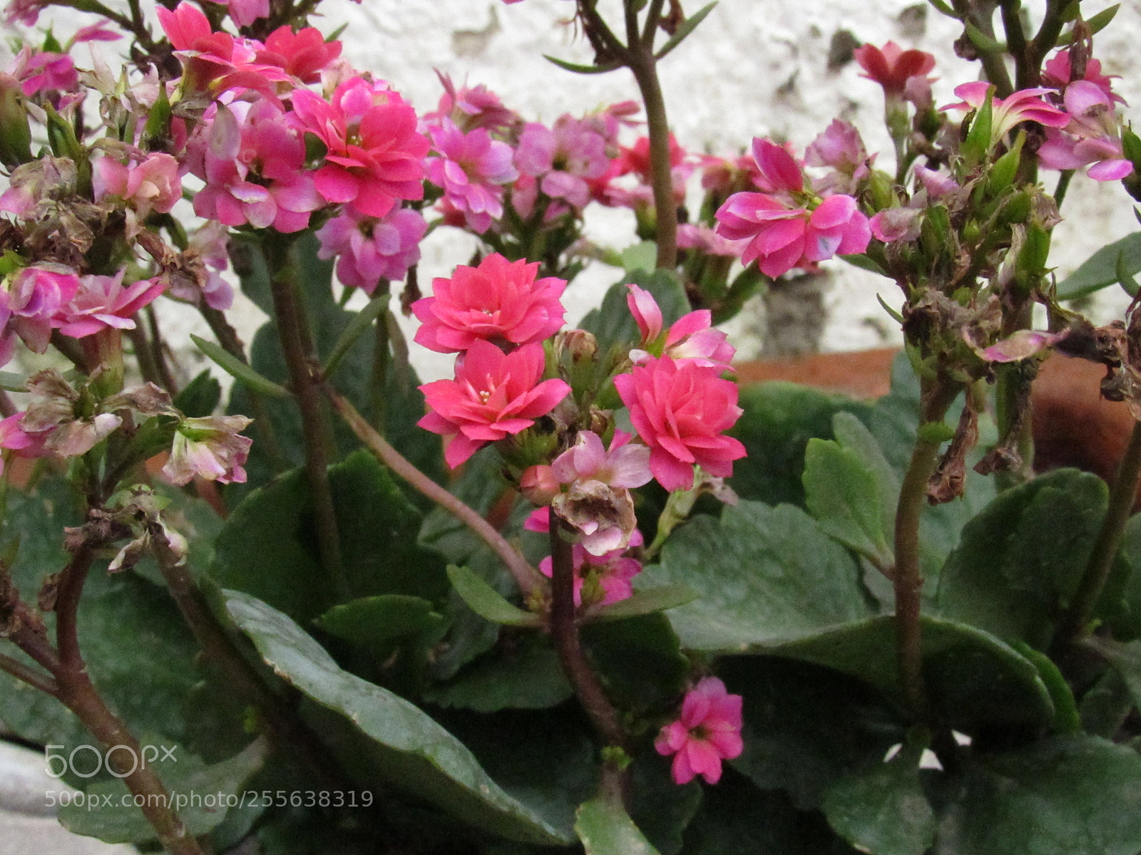 Canon PowerShot SX530 HS sample photo. Inestabilidad photography