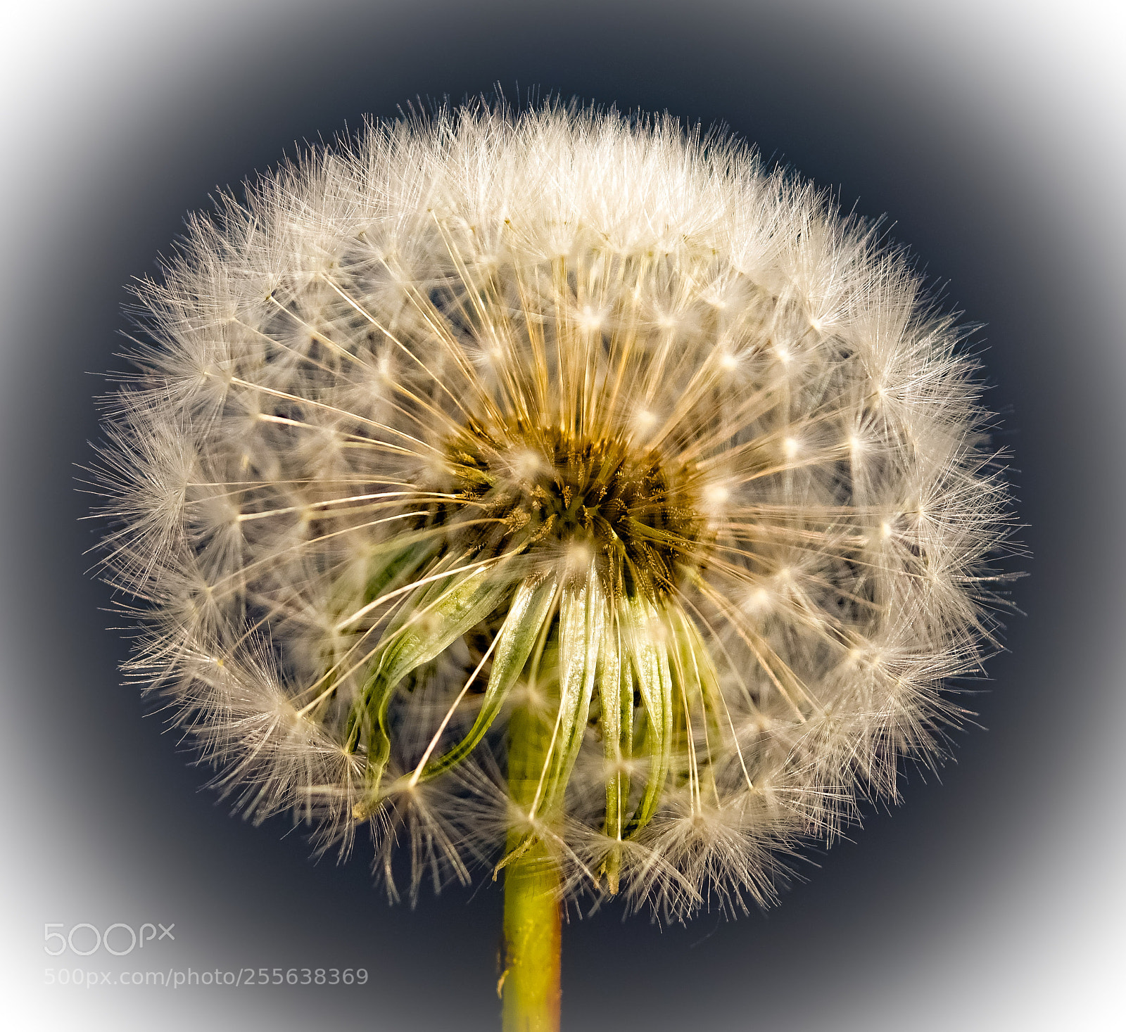 Sony Cyber-shot DSC-RX10 sample photo. Dandelion photography