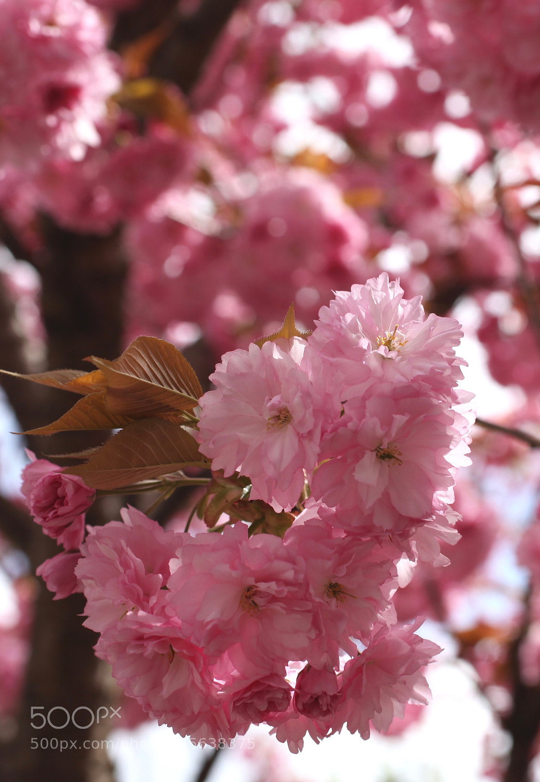 Canon EOS 5D Mark II sample photo. ⁂ photography