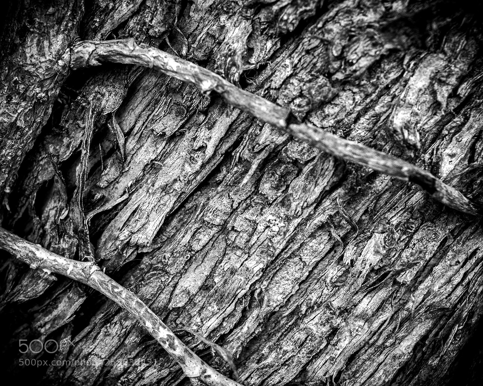 Nikon D3300 sample photo. The shell of life photography