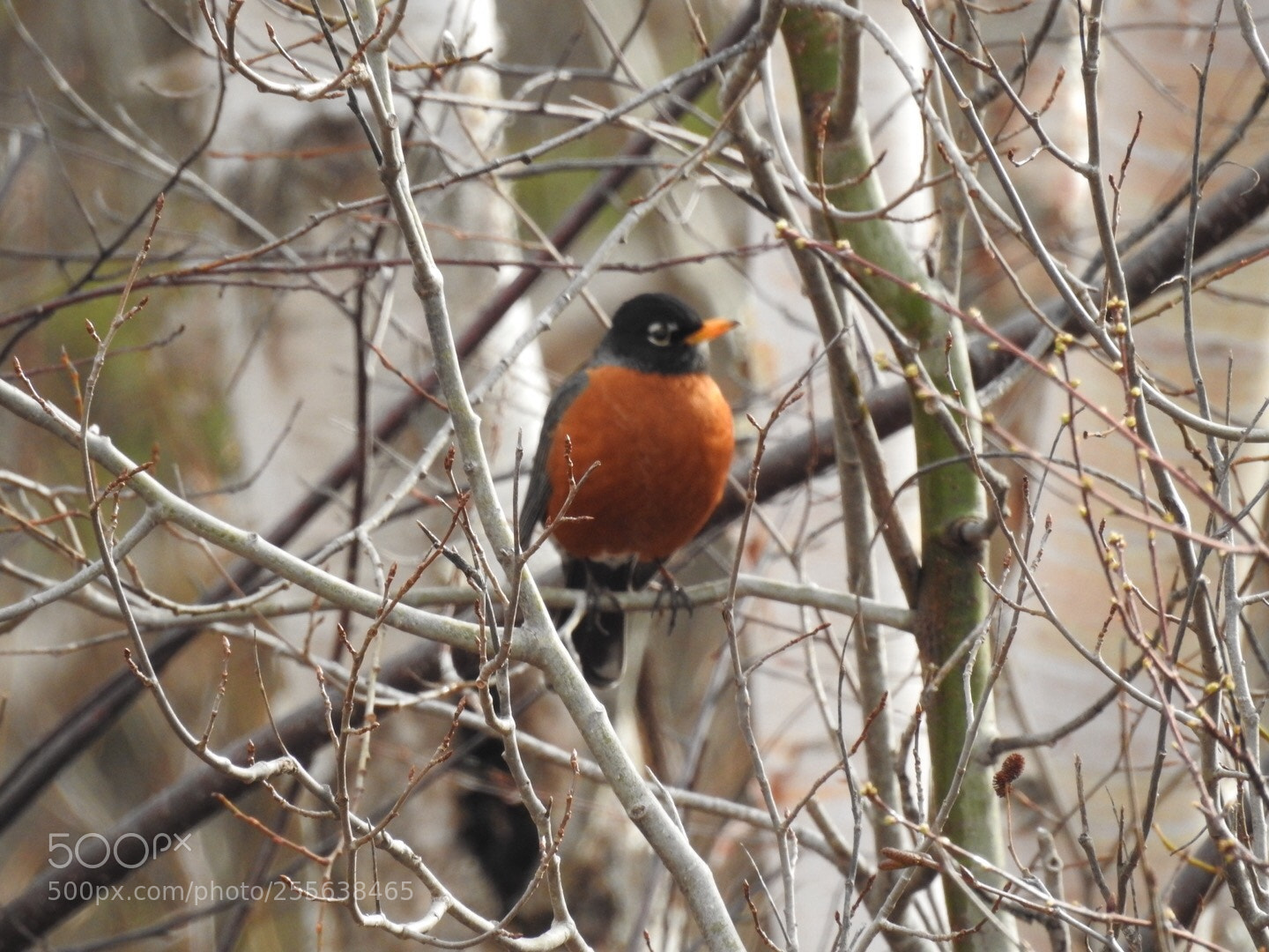 Nikon Coolpix P900 sample photo. American robin photography