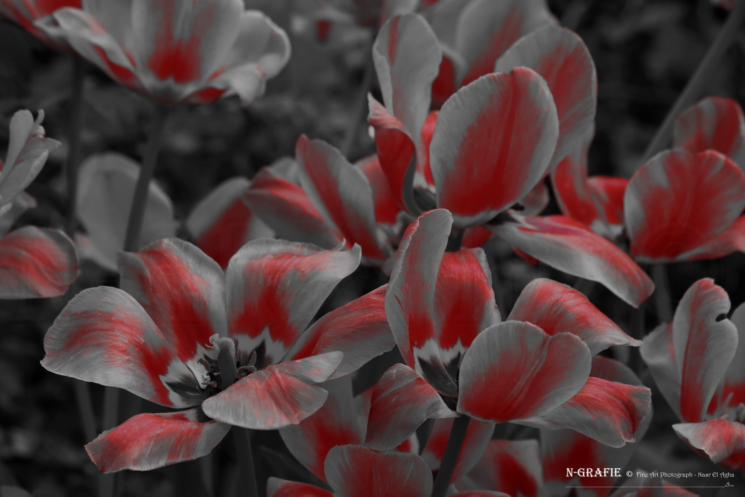 Canon EF 70-300mm F4-5.6 IS USM sample photo. Tulip flower photography