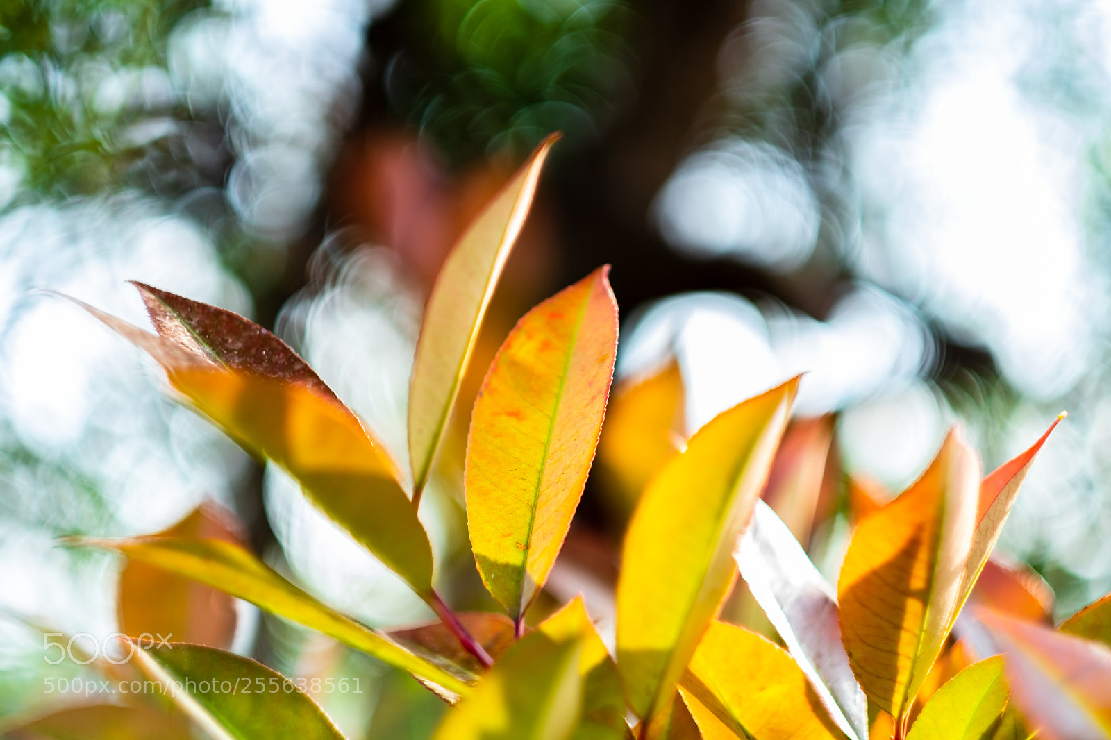 Fujifilm X-T2 sample photo. Plantes photography