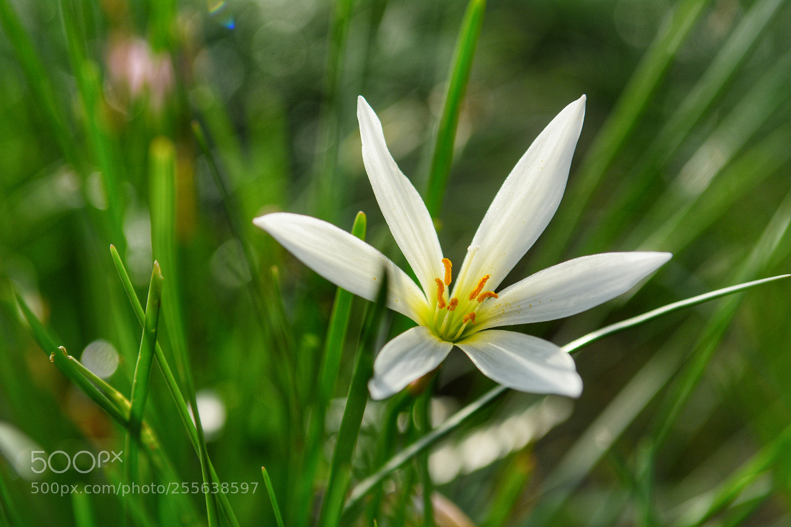 Nikon D7100 sample photo. White in green photography
