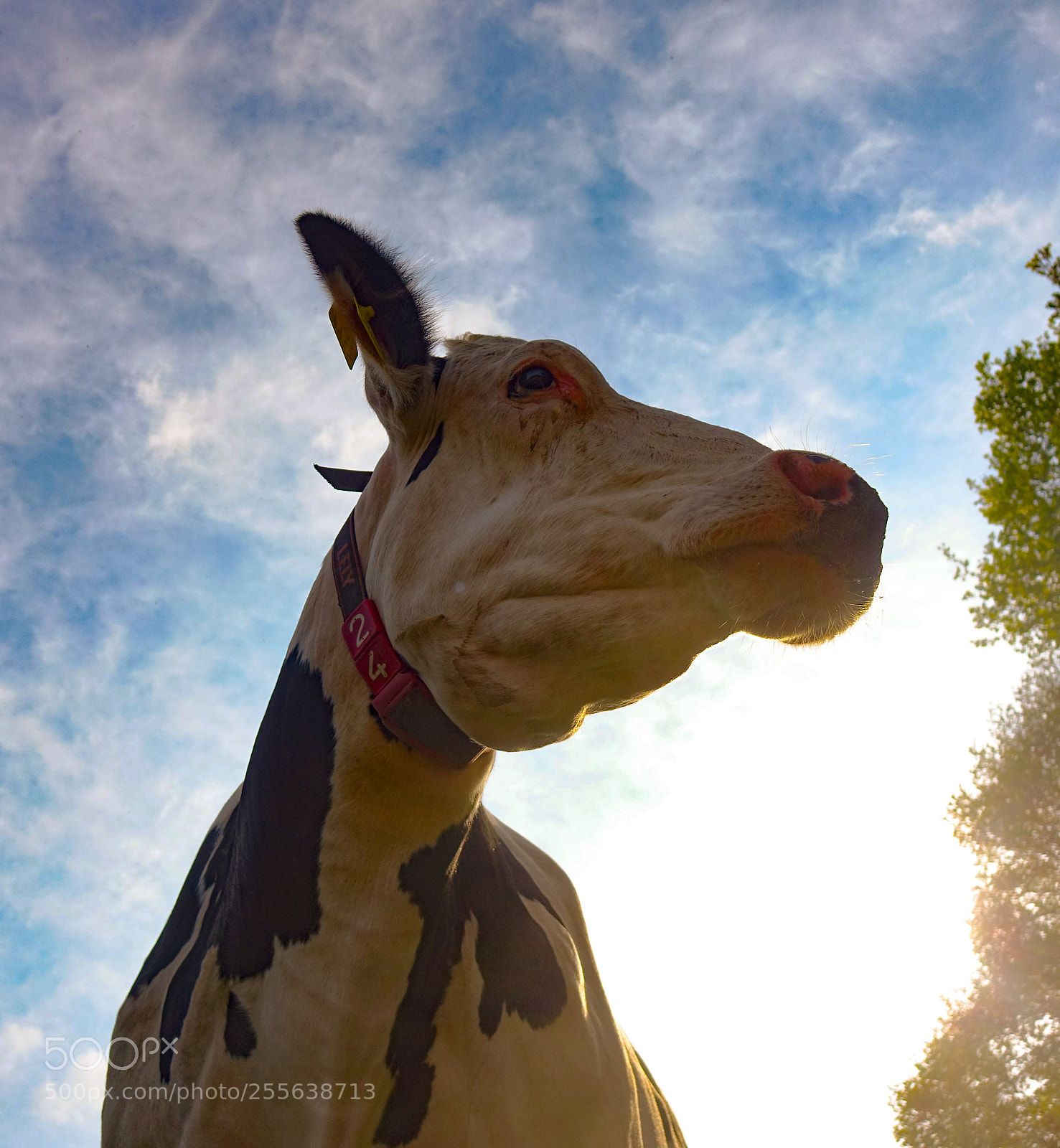 Sony Cyber-shot DSC-RX10 sample photo. Cow and sky photography