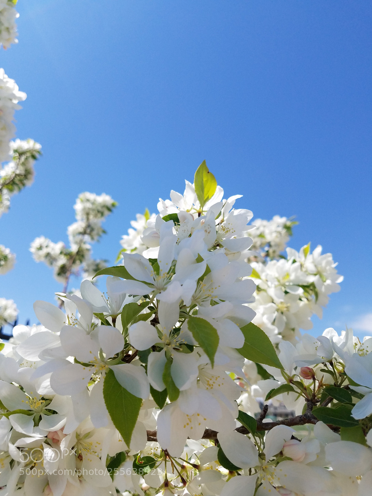 Samsung Galaxy S7 sample photo. Spring photography