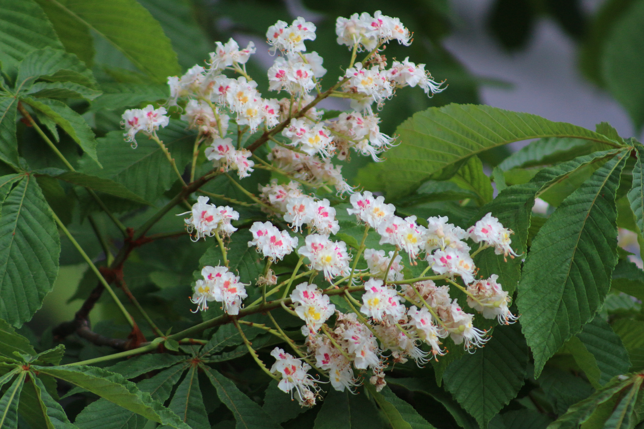 Canon EF 75-300mm f/4-5.6 sample photo. Img photography
