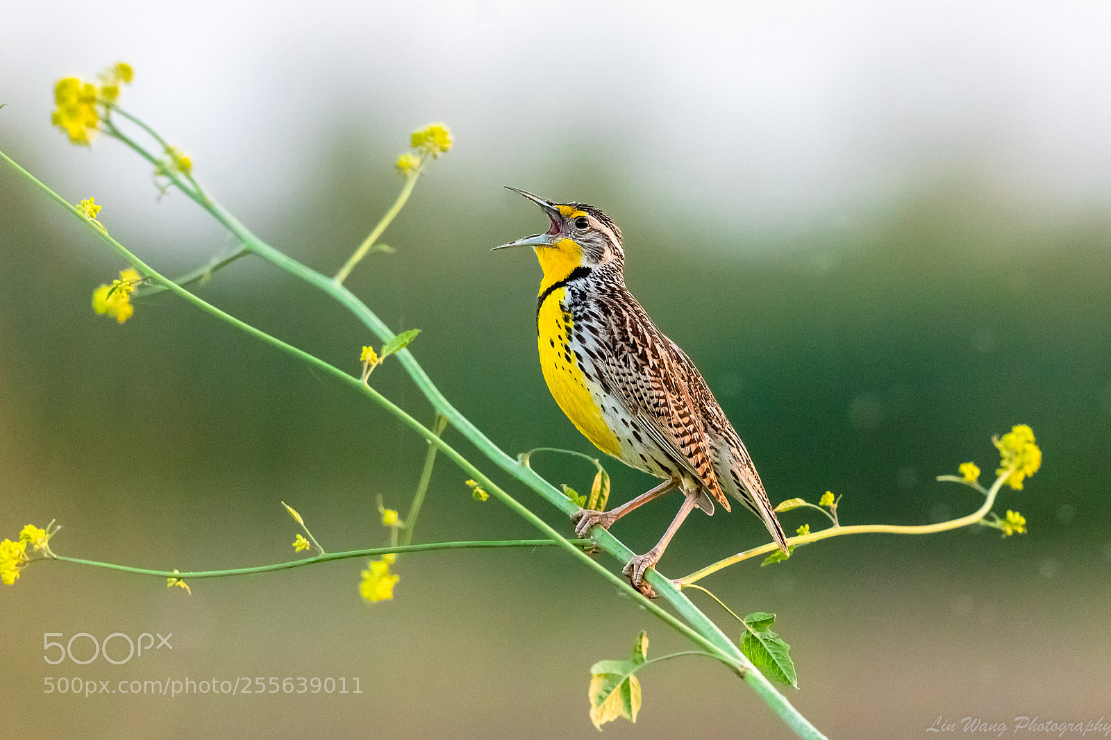 Canon EOS 7D Mark II sample photo. Meadowlark at yolo bypass photography