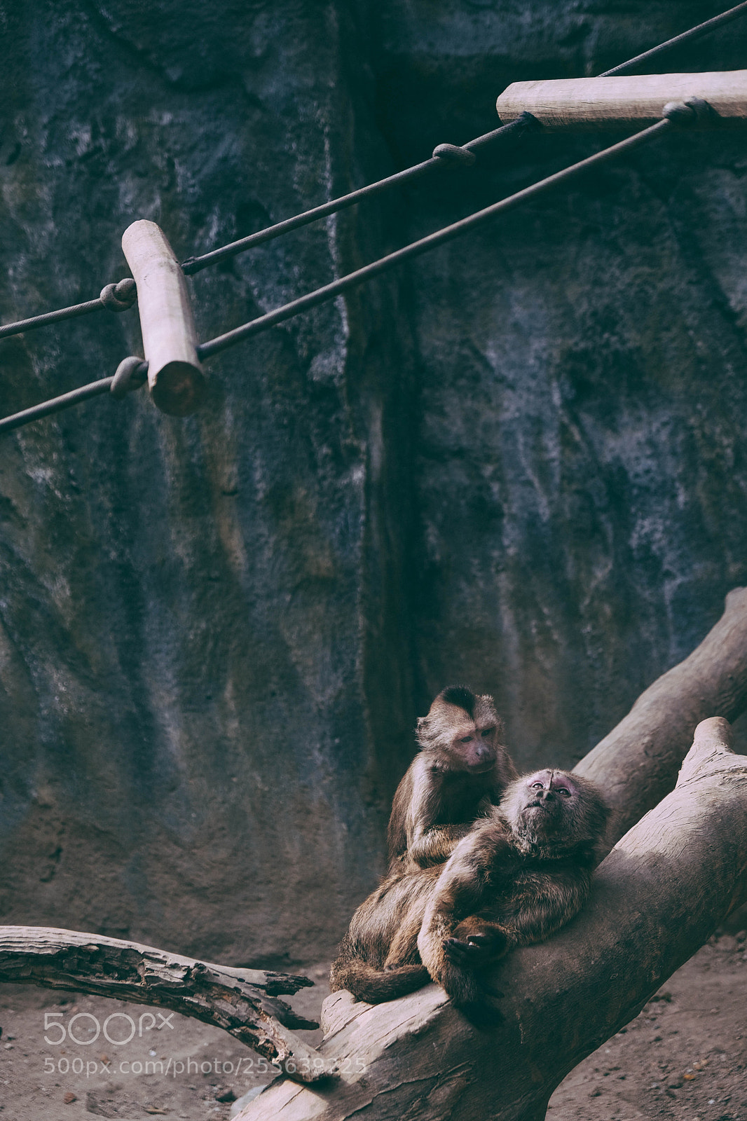 Fujifilm X-T20 sample photo. Caged love photography