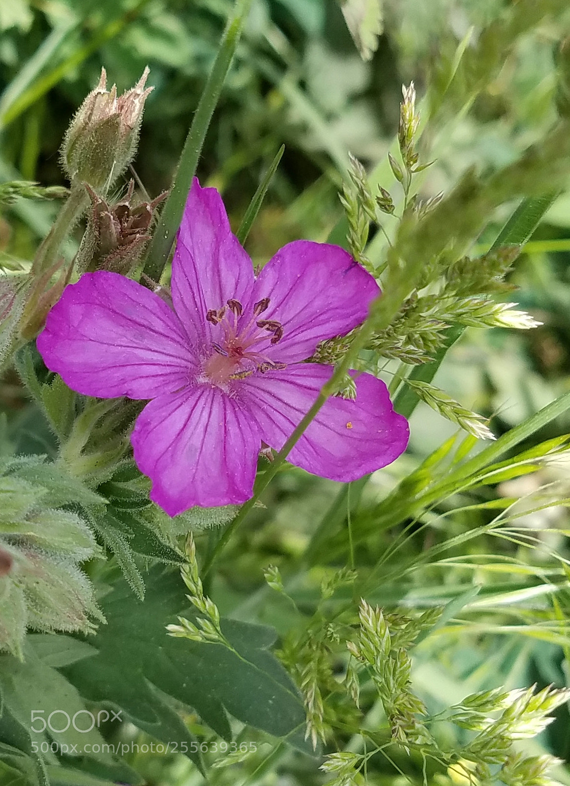 Samsung Galaxy S7 sample photo. Love pink photography