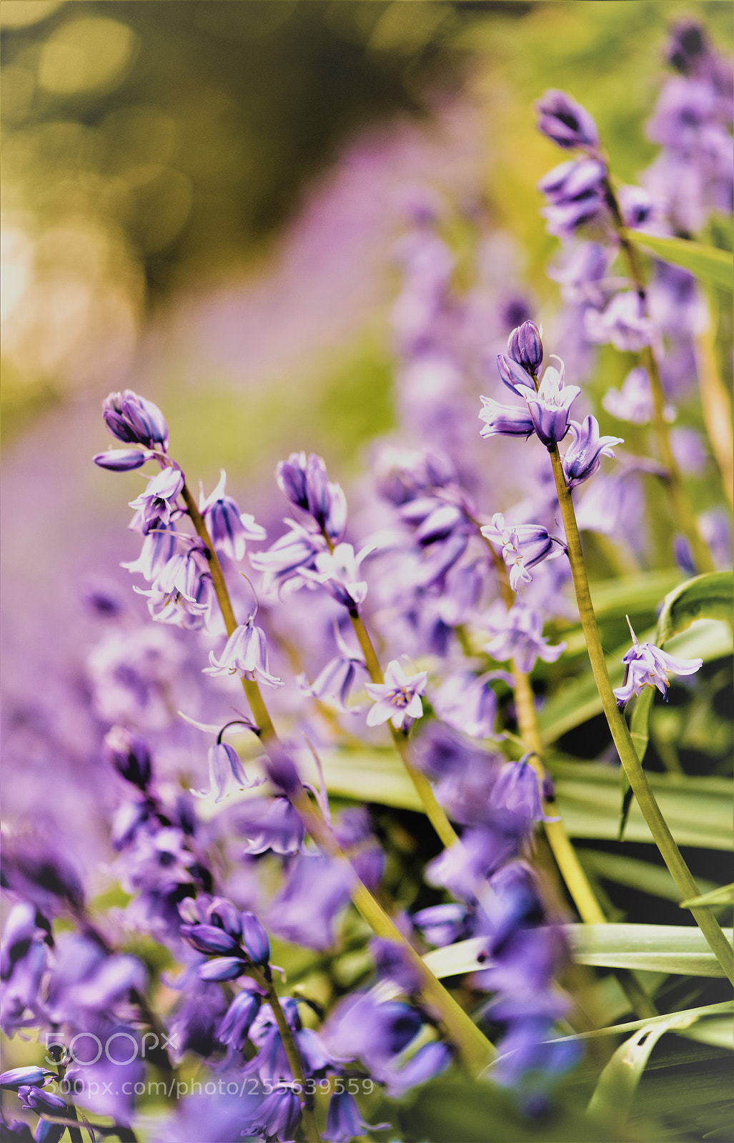 Nikon D850 sample photo. Purple photography