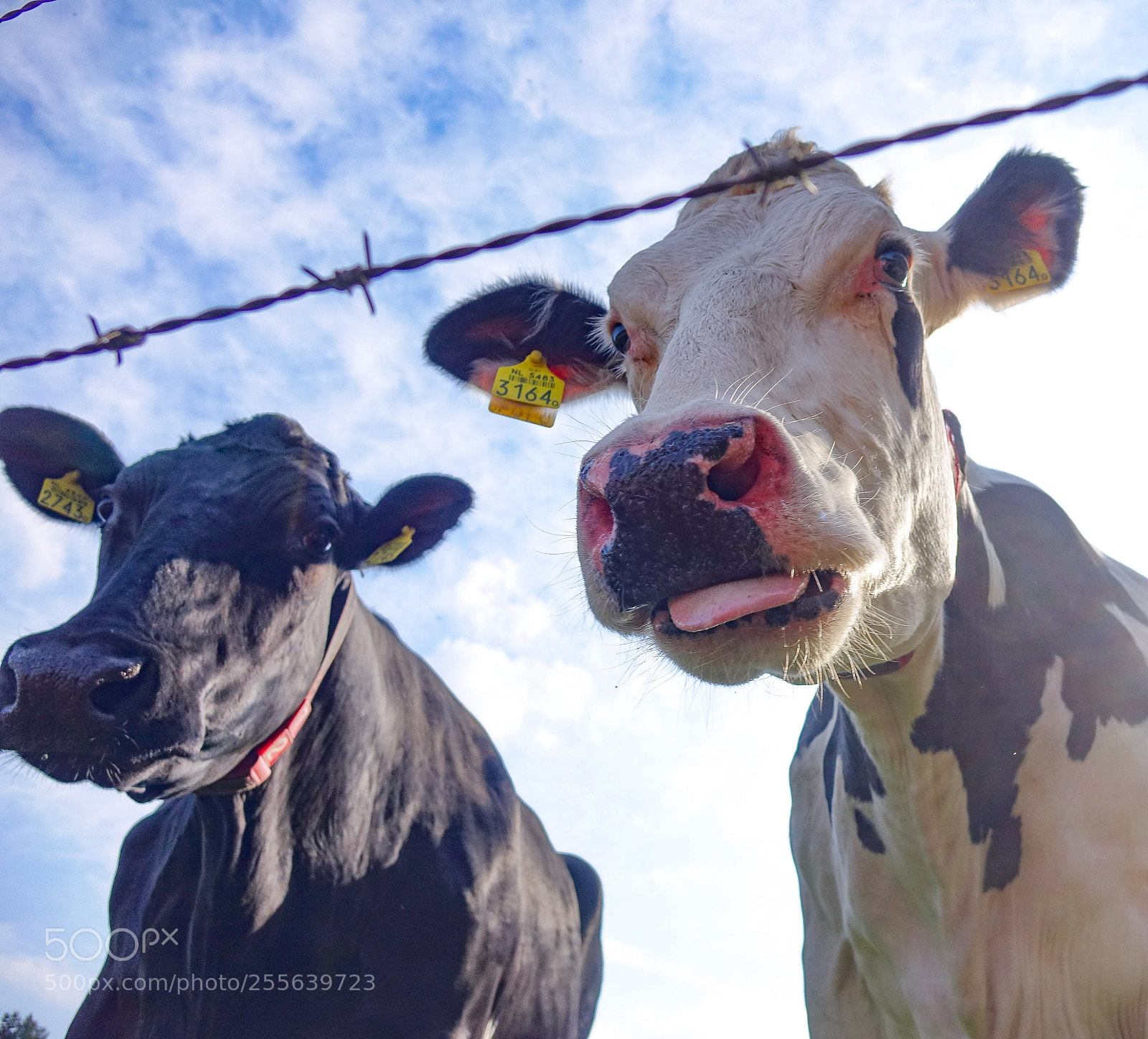 Sony Cyber-shot DSC-RX10 sample photo. Curious cows photography