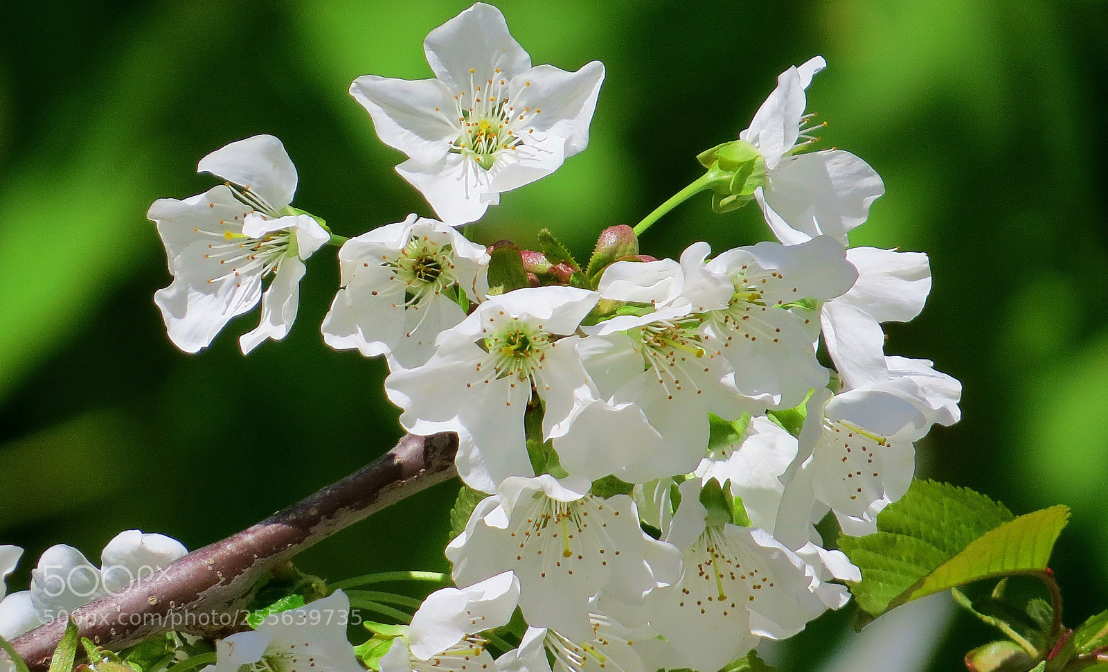 Canon PowerShot SX50 HS sample photo. Cherries photography