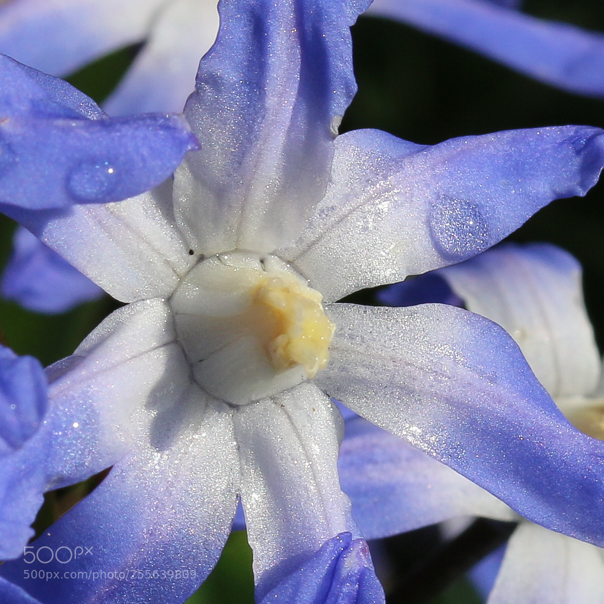 Canon EOS 70D sample photo. Chionodoxa with morning dew photography