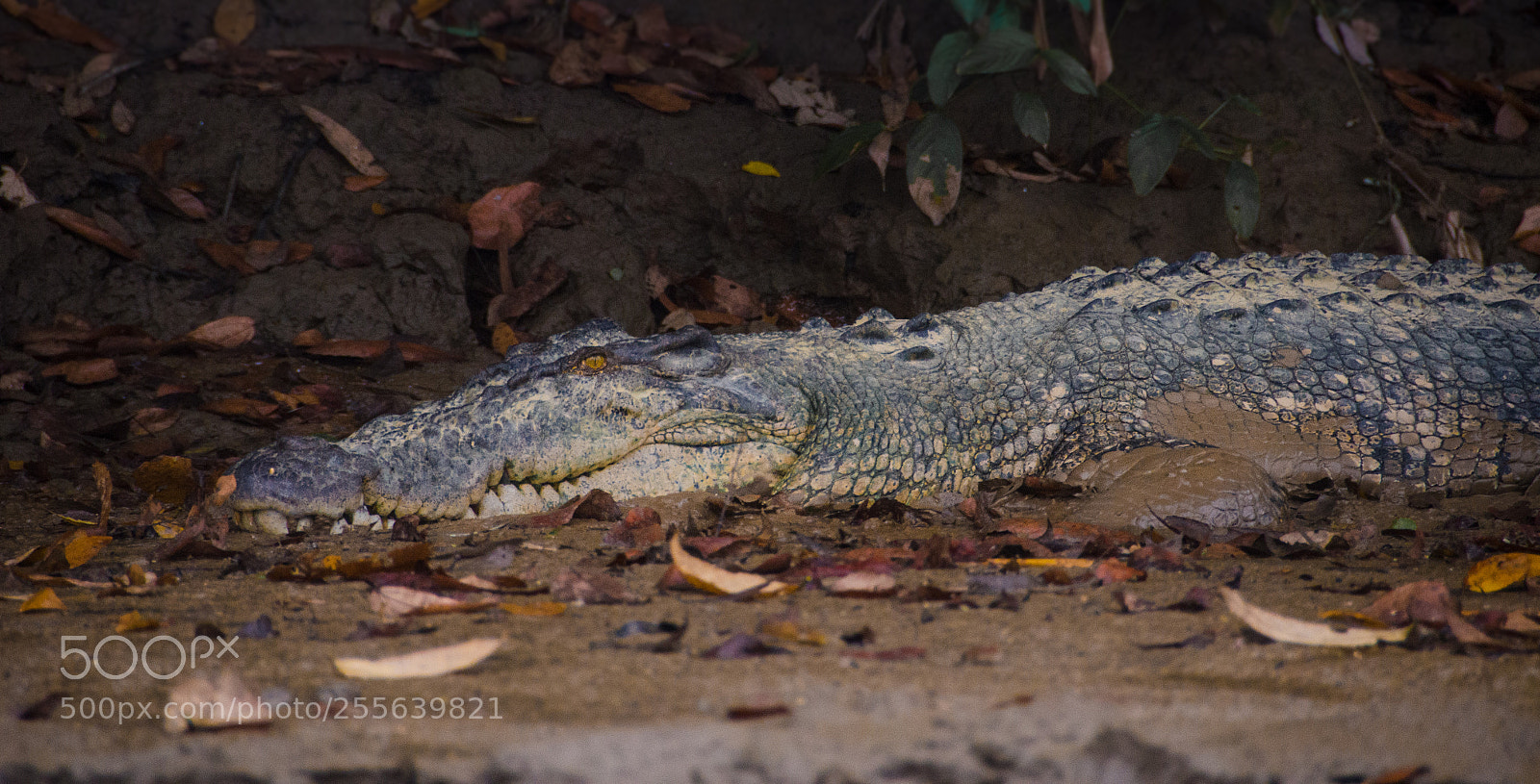 Nikon D7000 sample photo. Cocodrile photography