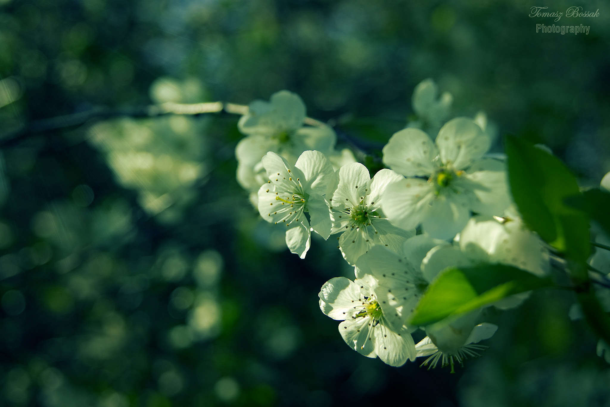 Sony Alpha DSLR-A450 sample photo. Beautiful spring photography