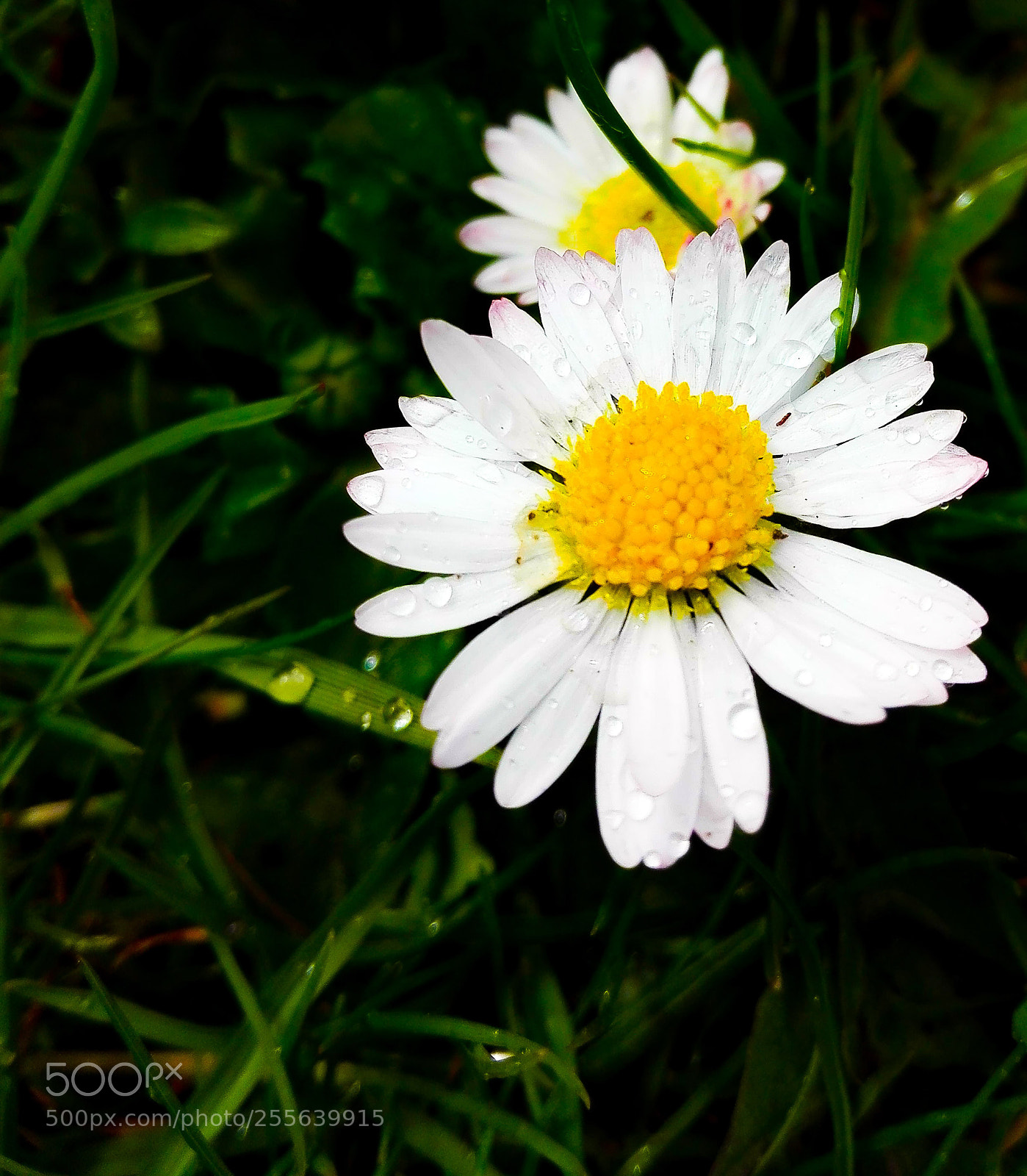 HUAWEI P8 Lite sample photo. Daisy photography