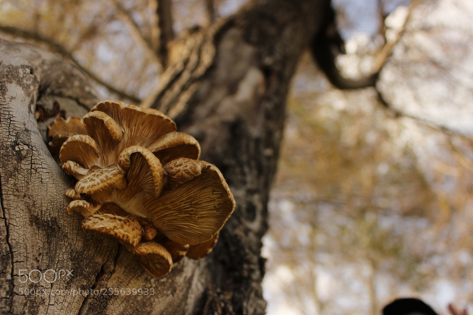 Canon EOS 600D (Rebel EOS T3i / EOS Kiss X5) sample photo. Img photography