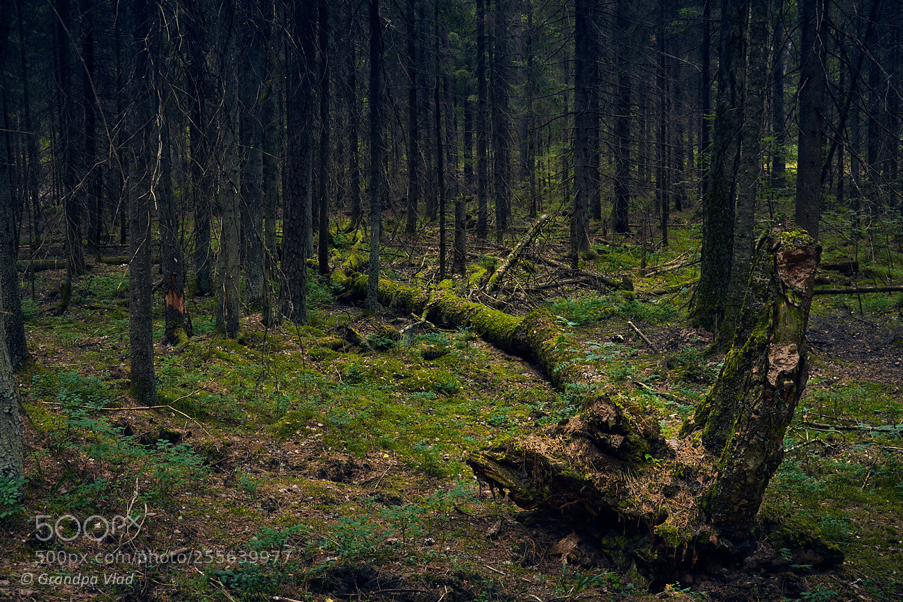 Canon EOS 1100D (EOS Rebel T3 / EOS Kiss X50) sample photo. Diseased forest... photography