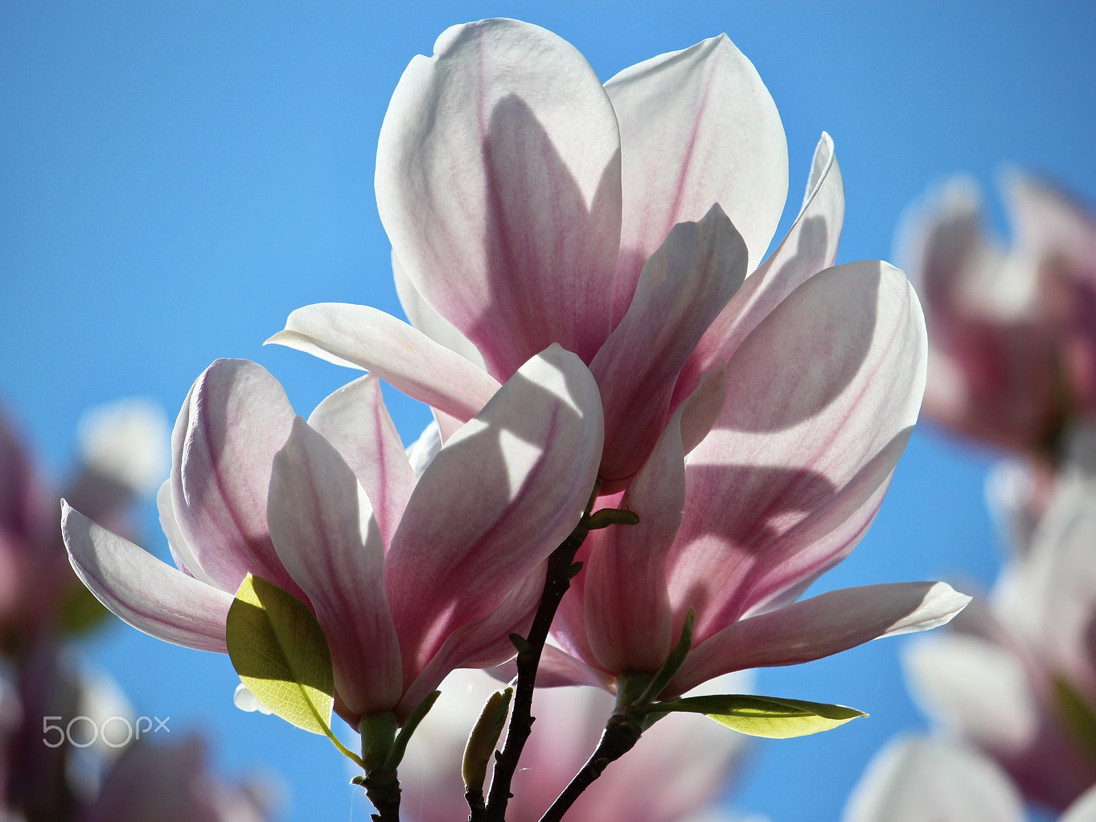 Canon EF-S 55-250mm F4-5.6 IS STM sample photo. Magnolie od sousedů... photography