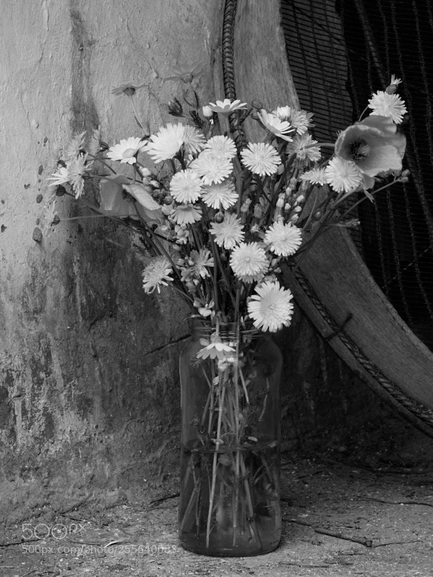 Sony a7 sample photo. Rincón photography