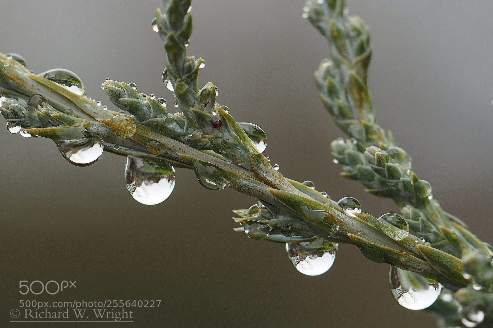 Olympus OM-D E-M1 sample photo. Raindrops photography