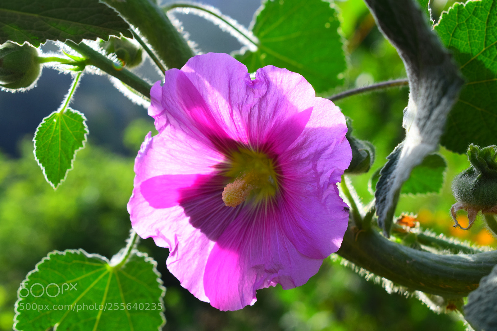Nikon D3300 sample photo. Untitled photography
