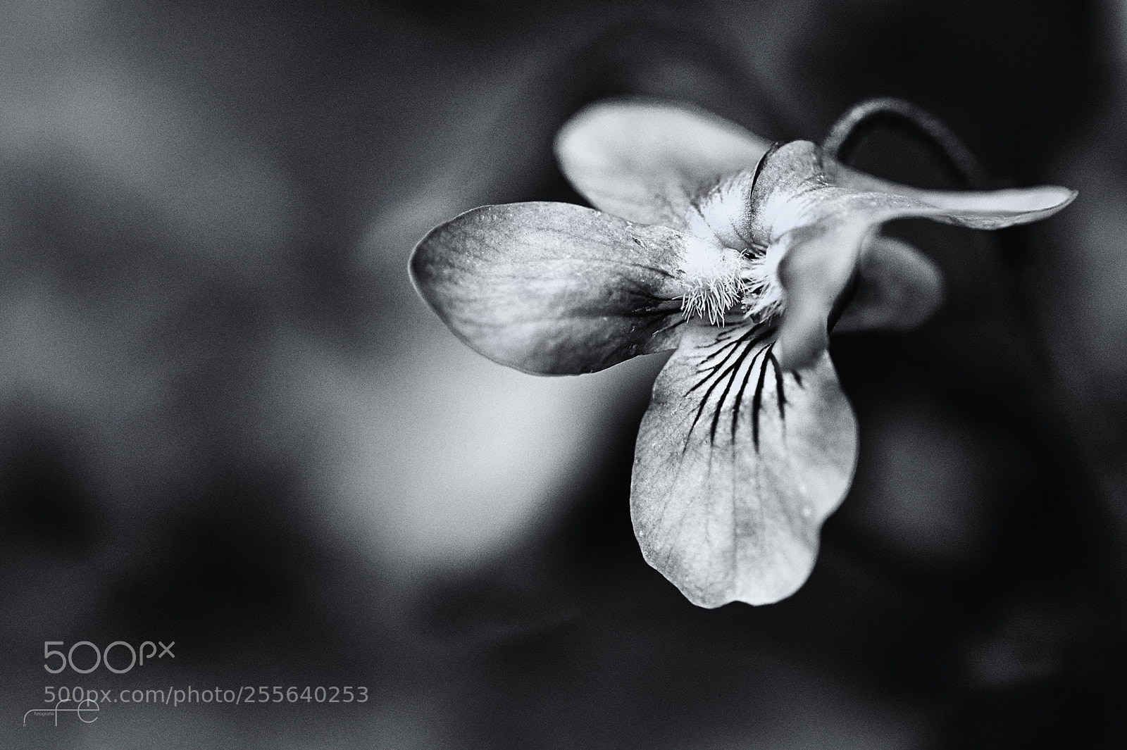 Nikon D800 sample photo. Violet photography