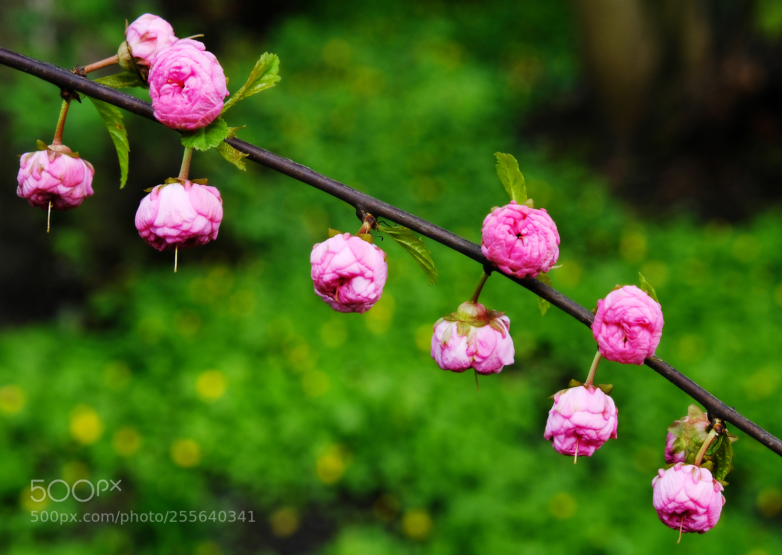 Fujifilm X-T20 sample photo. Buds of flowers decorative photography