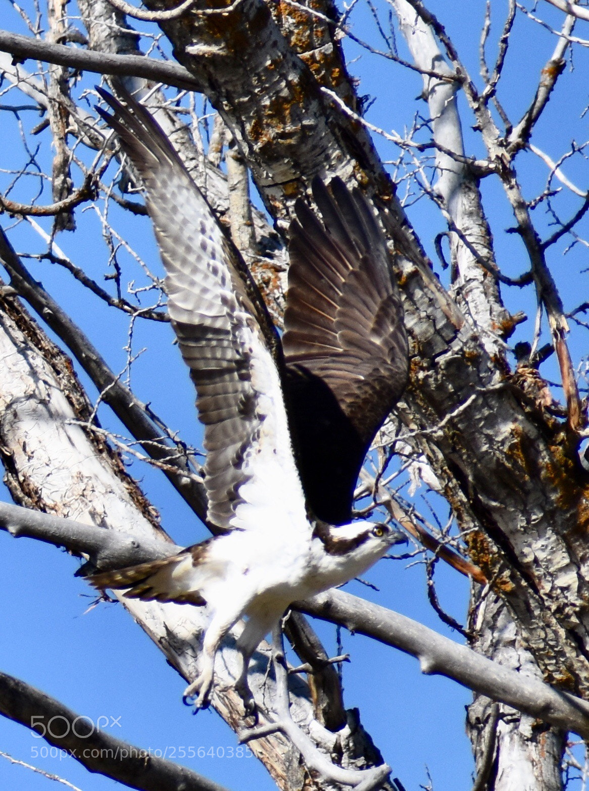 Nikon D3400 sample photo. Osprey returns to nest photography