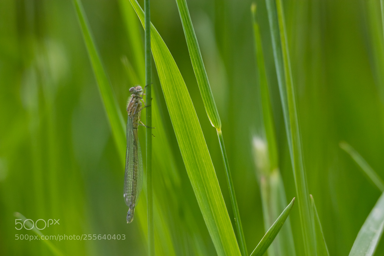 Canon EOS 60D sample photo. How filigree photography