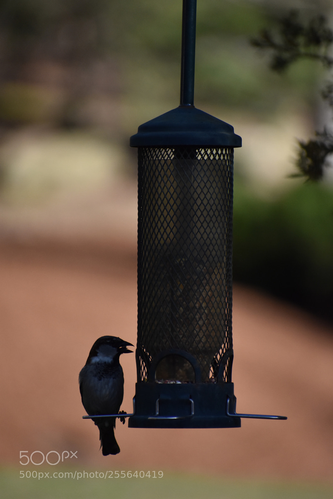 Nikon D3400 sample photo. Bird silhouette photography